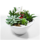 /fileuploads/Produtos/Plantas Naturais/thumb__Naturalmente_Natal_Isisflor_01.jpg